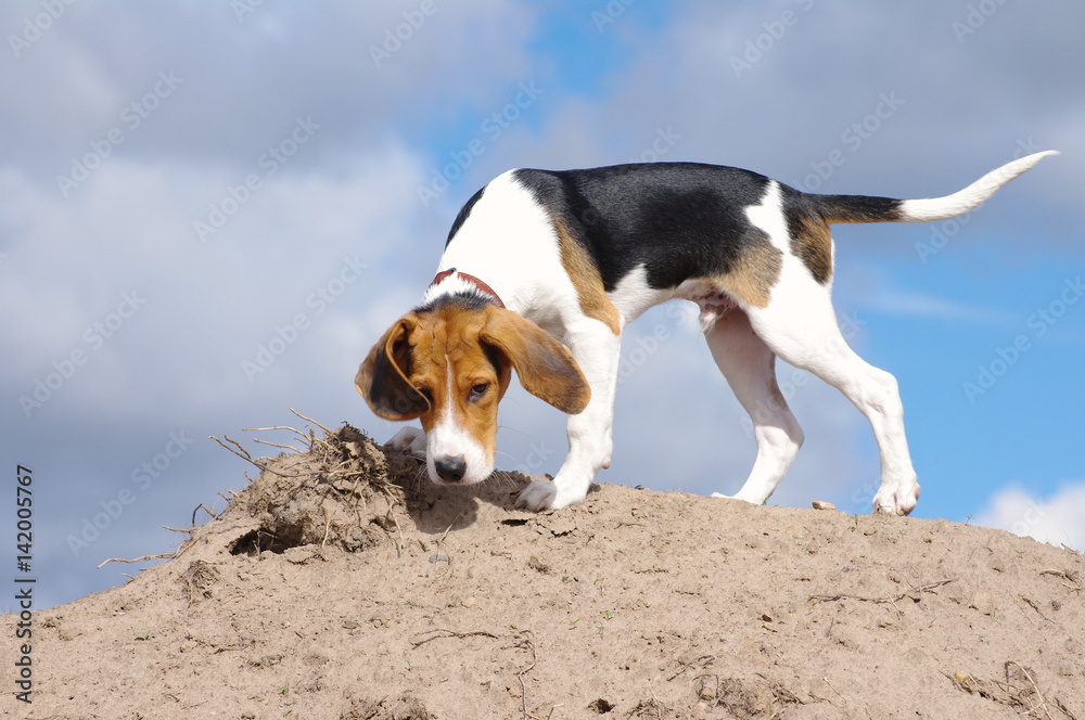 Playful puppy of the Estonian hound against the background of the blue sky Playful puppy of the Estonian hound against the background of the blue sky