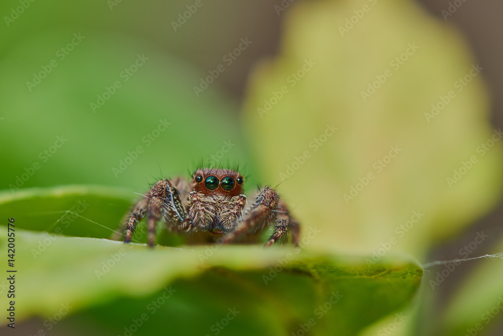 Spider macro shooting