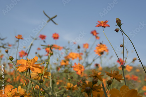 Flowers at sunrise