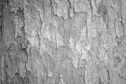 Tree bark texture background
