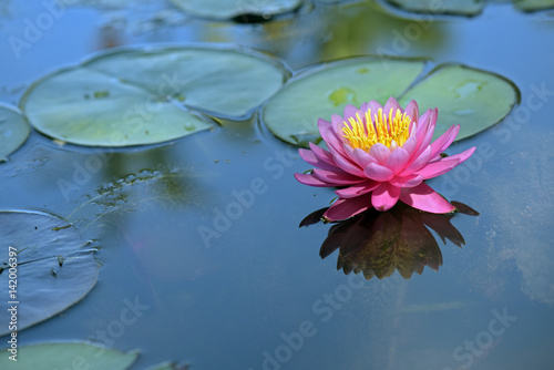 Water lily on the dark of the lake