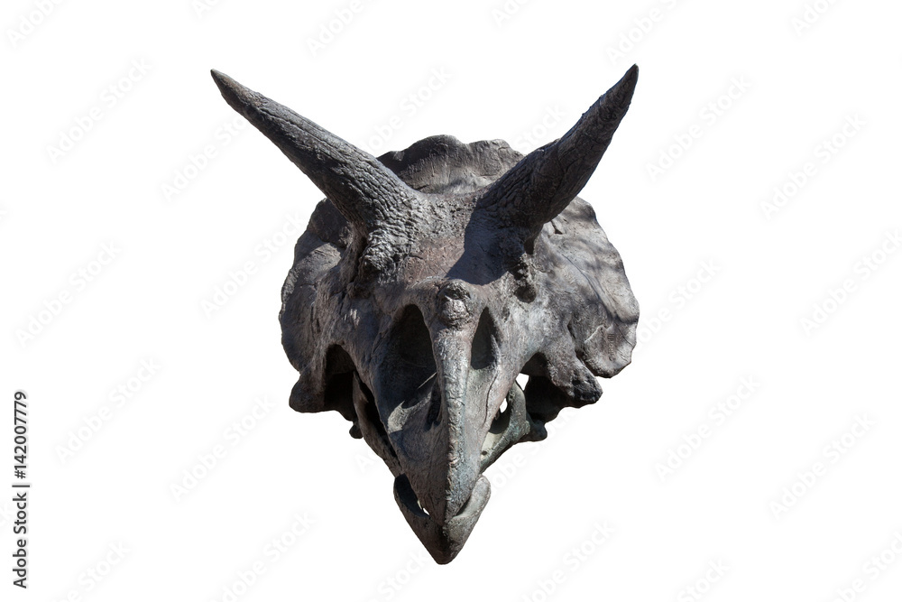 tyrannosaurus skull front