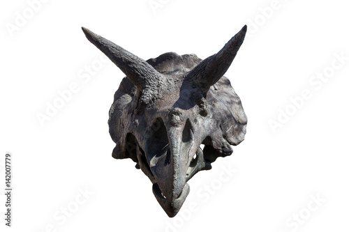 Dinosaur skeleton. Triceratops Fossil skull over white isolated background