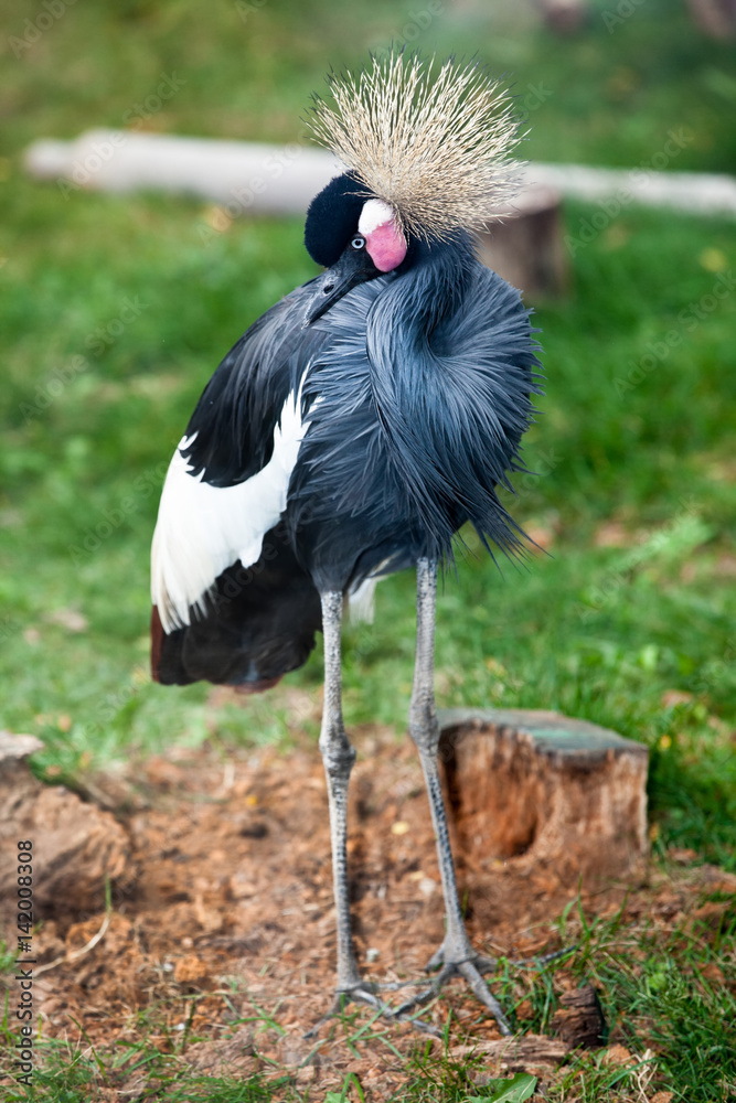 Naklejka premium West African Crowned Cranes