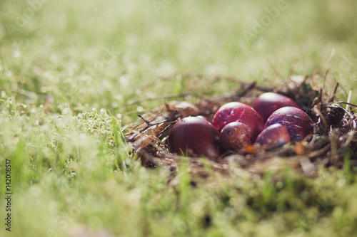 nest with Easter eggs on grass backround