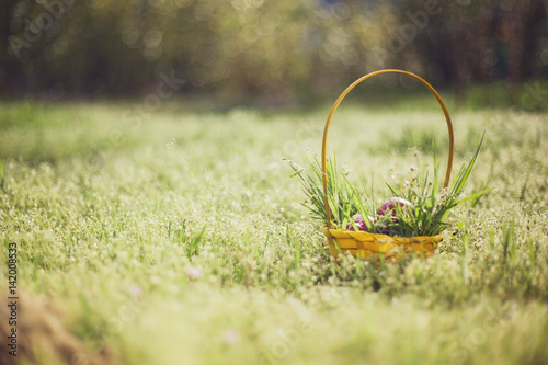 colored Easter eggs in basket on grass background