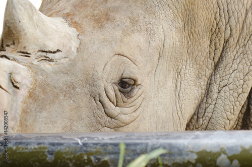 Rhino
