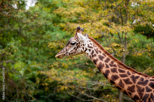 Masai Giraffi