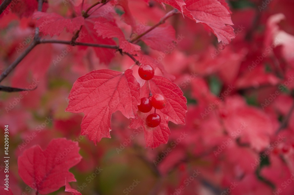 Fototapeta premium Red leaves and berries in the Fall