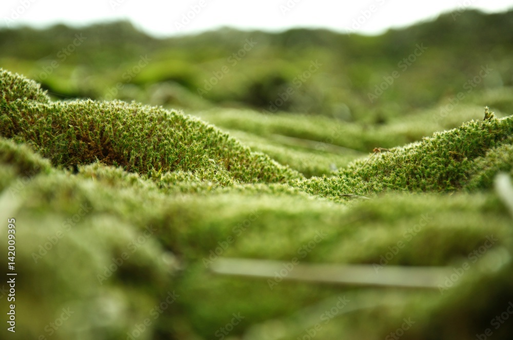 A macro shot of a moss that looks like a fantasy landscape A macro shot of a moss that looks like a fantasy landscape