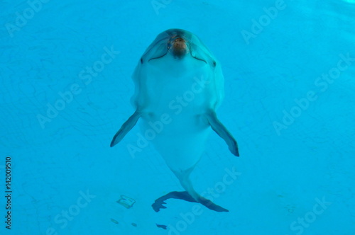 Underwater shot of the dolphin swimming in the pool