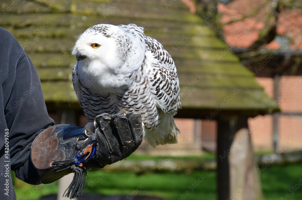 Fototapeta premium Schneeeule