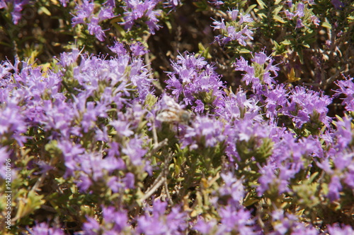 Riserva naturale Vendicari