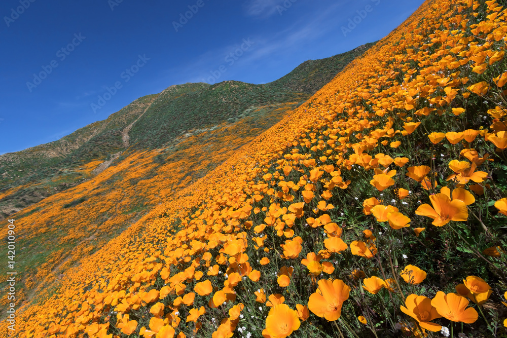 Obraz premium Kalifornia Złoty Mak kwitnący w Walker Canyon, Lake Elsinore, CA.