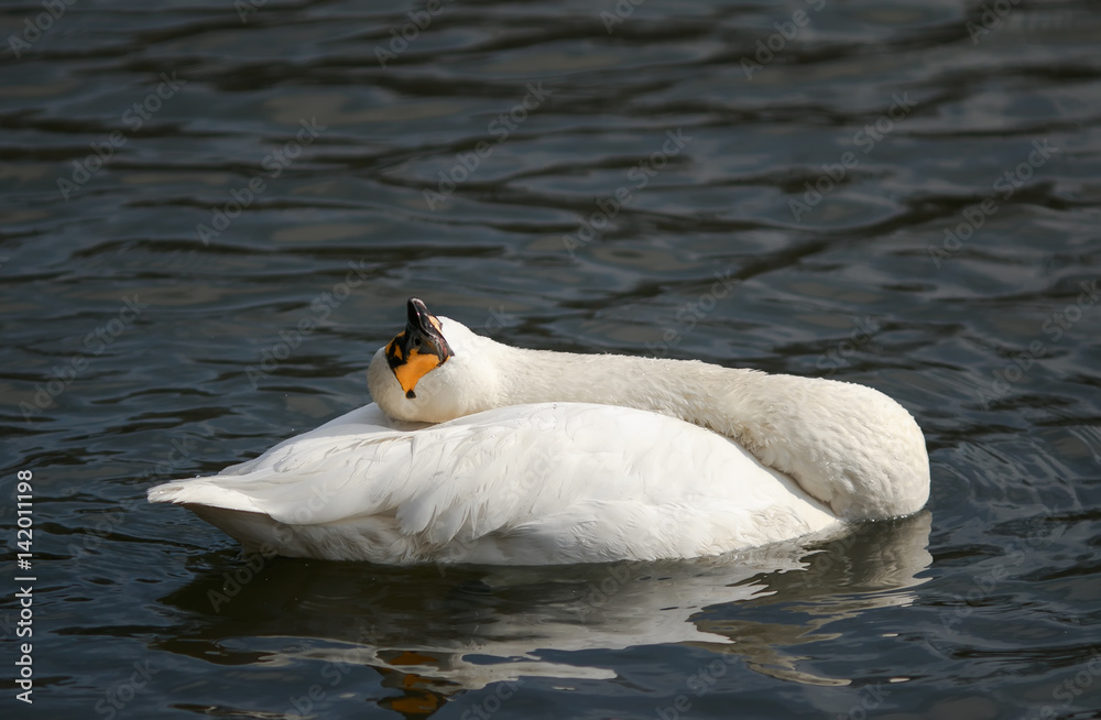 Naklejka premium white Swan swimming on a blue lake, craning his thin neck