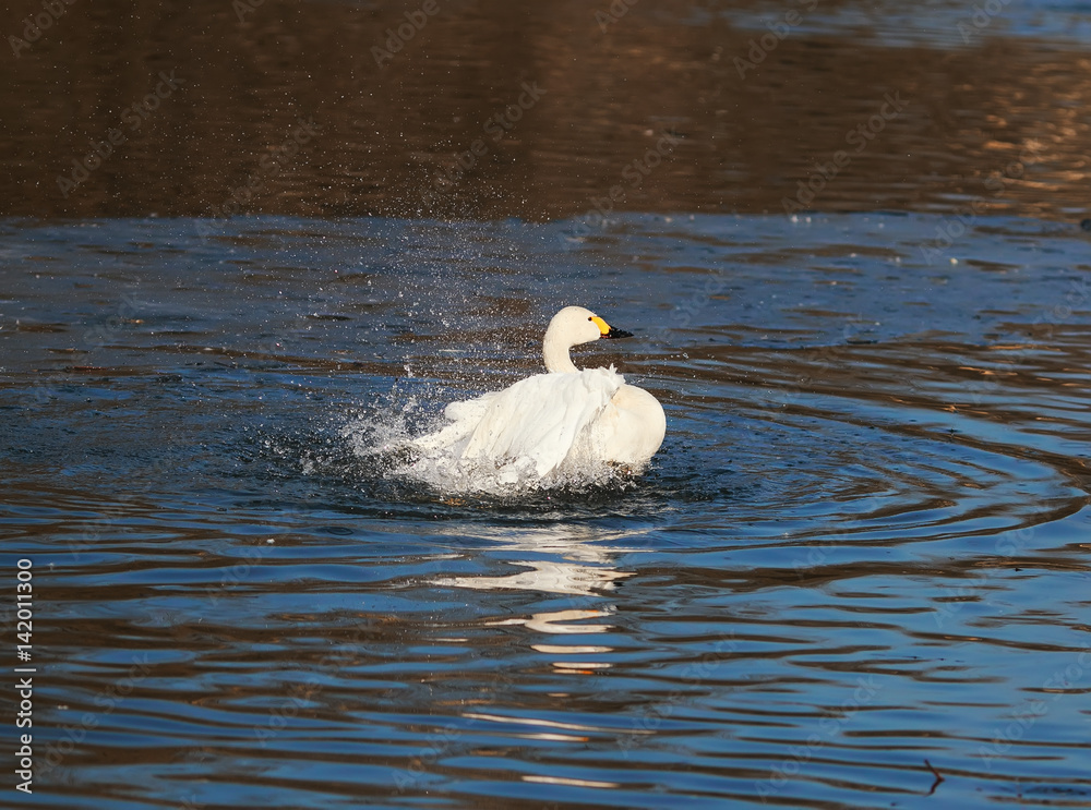 Fototapeta premium white Swan fun splashing in the lake splashing drops at sunset