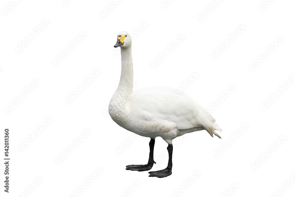 Swan is in full growth isolated on a white background Swan is in full growth isolated on a white background