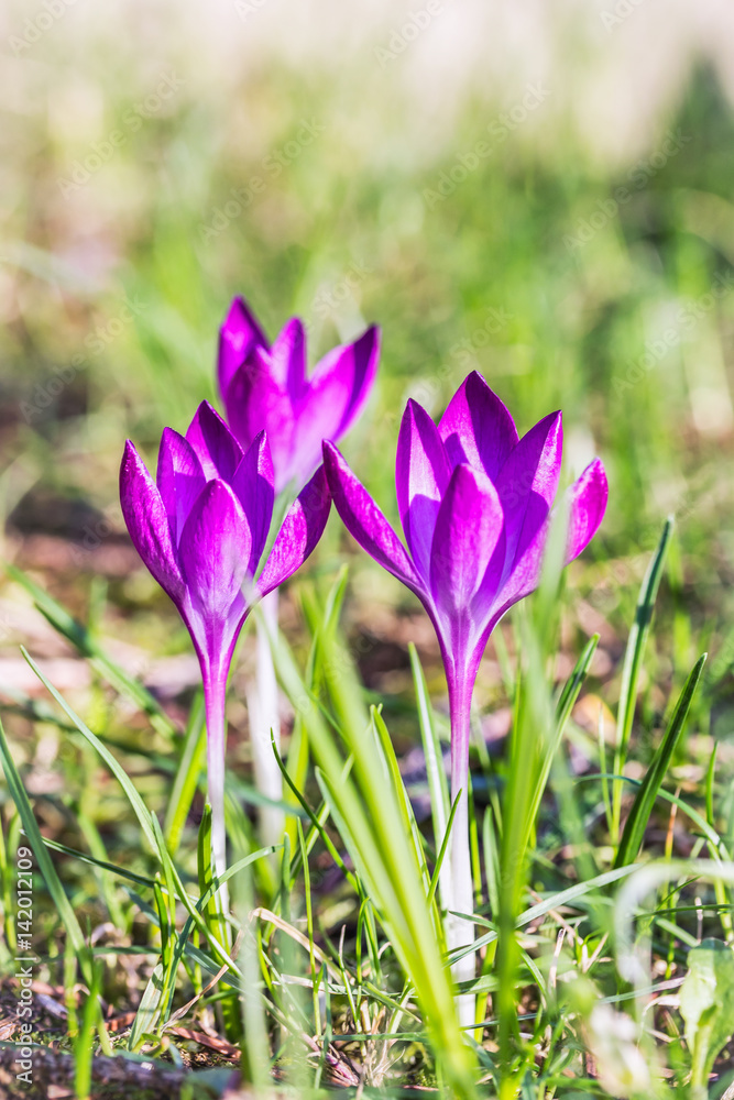 Violet crocuses saffron flowers on green background Violet crocuses saffron flowers on green background