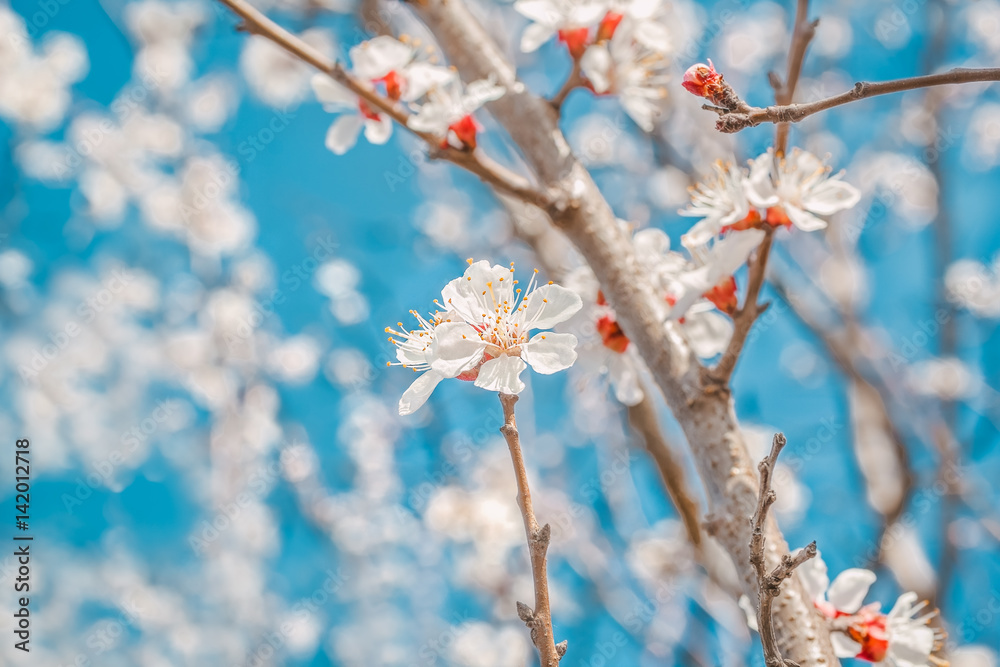 Spring flowers of the apricot tree, macro. Photo toned Spring flowers of the apricot tree, macro. Photo toned