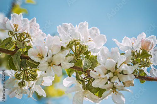Flowering branch of apple-tree on the sky background, photo toned