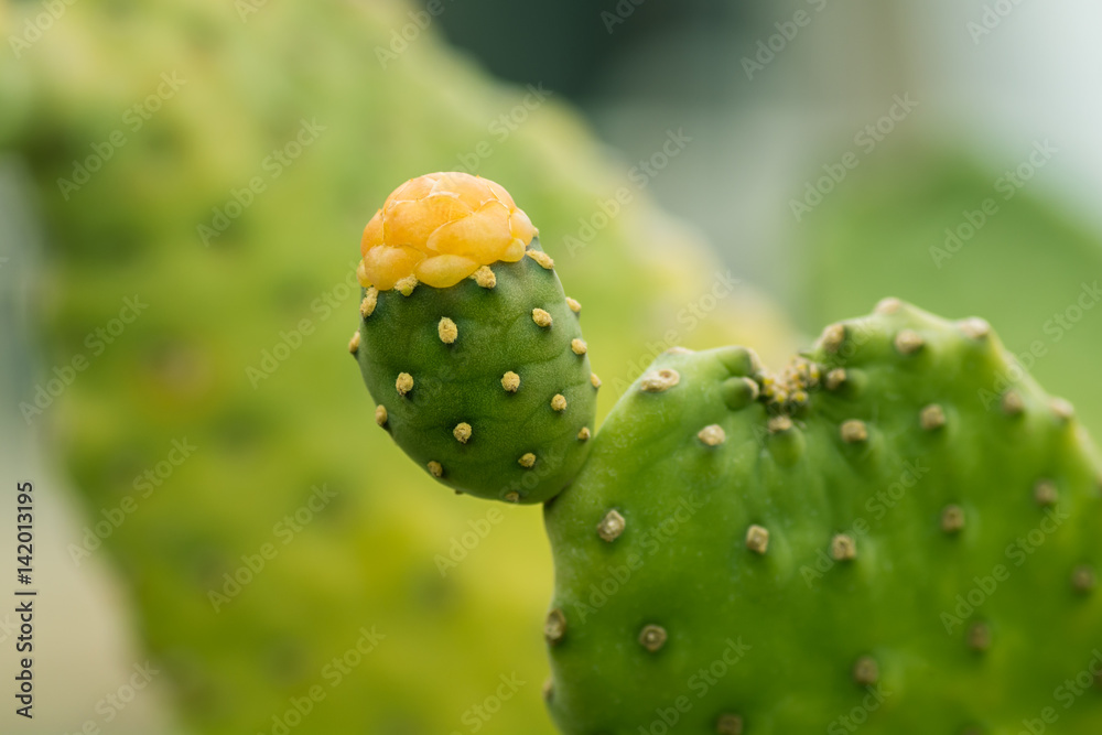 Mexican cactus blooming with orange flower Mexican cactus blooming with orange flower