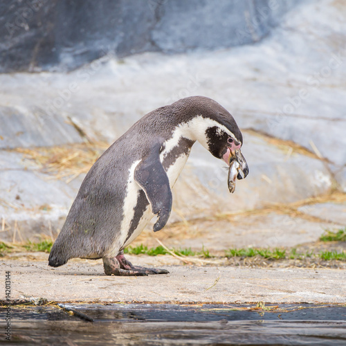 Humboldt Penguin, Spheniscus humboldti, eating fish 