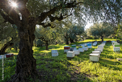 Beehives in a field with olive trees in Peloponnese, Greece