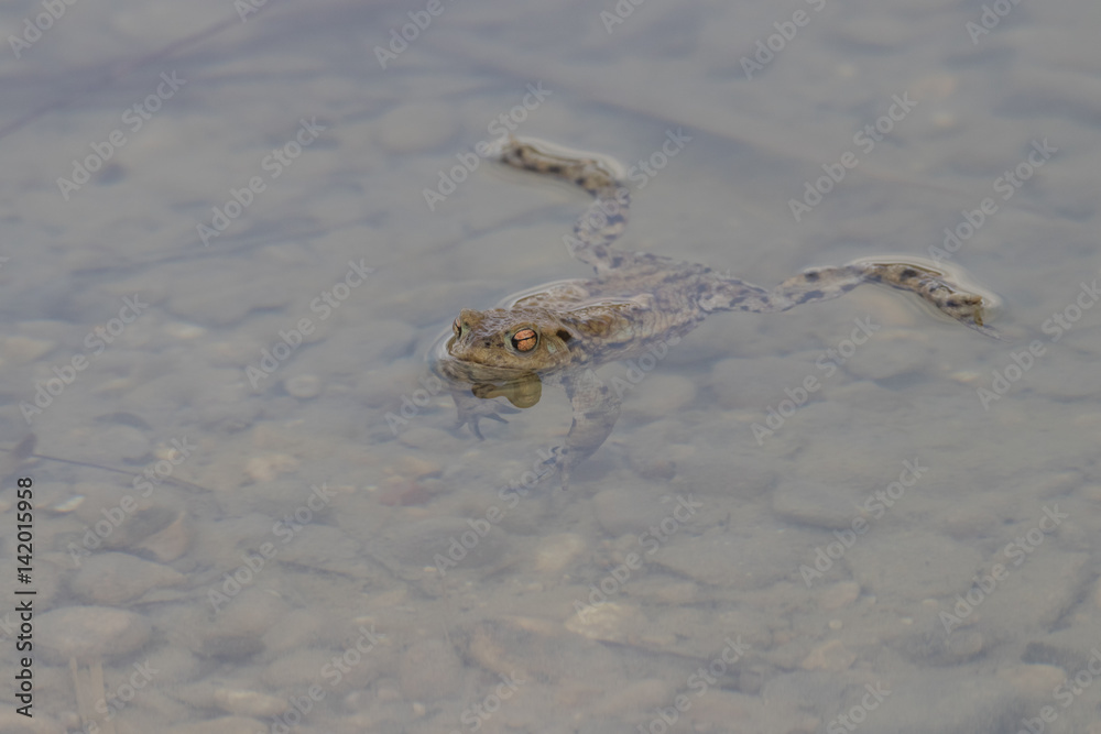 Grasfrosch im Frühjahr