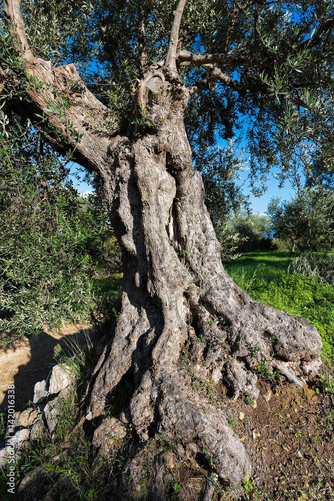 Trunk of old olive tree in Peloponnese, Greece