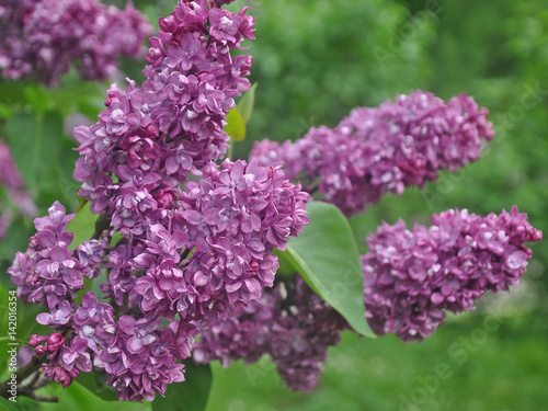 A brunch of lilacs on a spring day