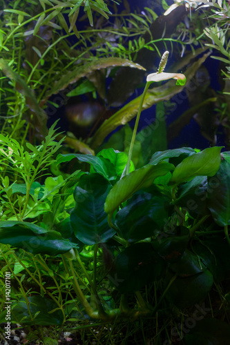 Aquarium underwater garden with hardy Anubias barteri var. nana Dwarf Anubias blooming along with lush aquatic tropical plants