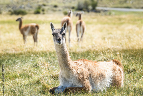 Guanaco  Torres del Paine  Patagonia  Chile