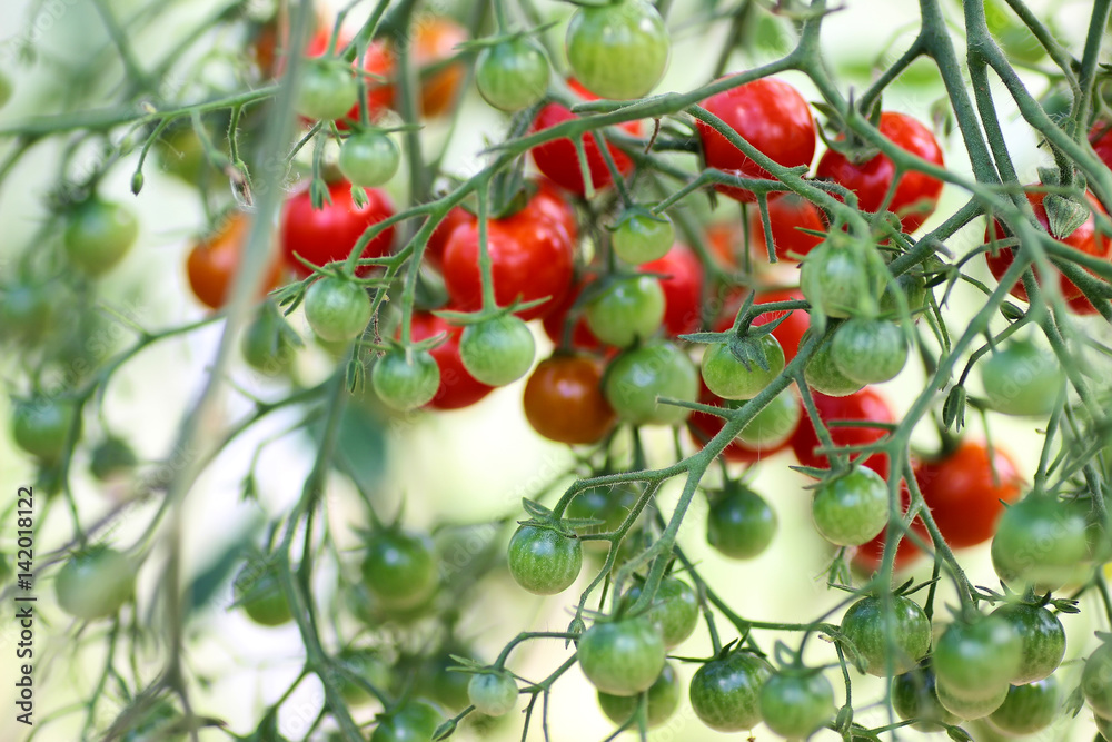 tomato on branch crop