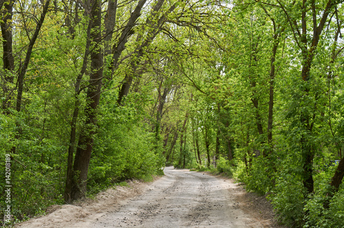 Birch-wood, forest road