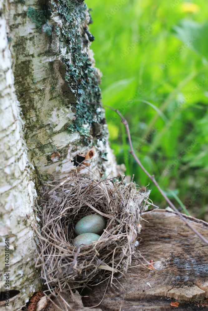 bird nest in nature bird nest in nature