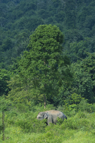 Thai elephant in nature of ...