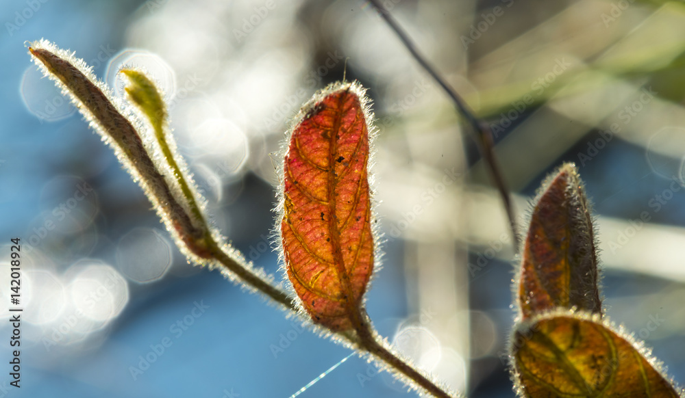 flower grass to light during sunset . flower grass to light during sunset .