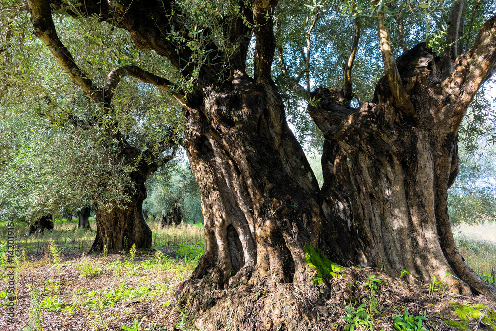 Trunk of old olive tree in Peloponnese, Greece Trunk of old olive tree in Peloponnese, Greece