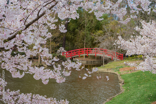 Cherry blossoms frame an arched red bridge over the water at the Japanese gardens of Duke gardens. 
