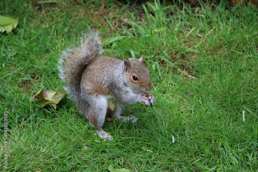 Sciurus carolinensis eats nuts in St. James' Park in London, United Kingdom Sciurus carolinensis eats nuts in St. James' Park in London, United Kingdom