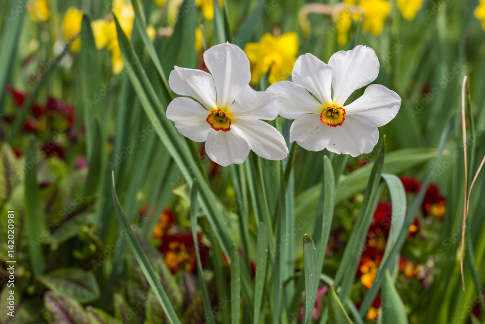 Beautiful pair of flowers in a spring garden planting.