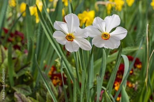 Obraz na płótnie Beautiful pair of flowers in a spring garden planting. w salonie