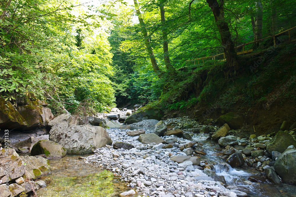 Ancient relic forest with a mountain stream on a sunny day
