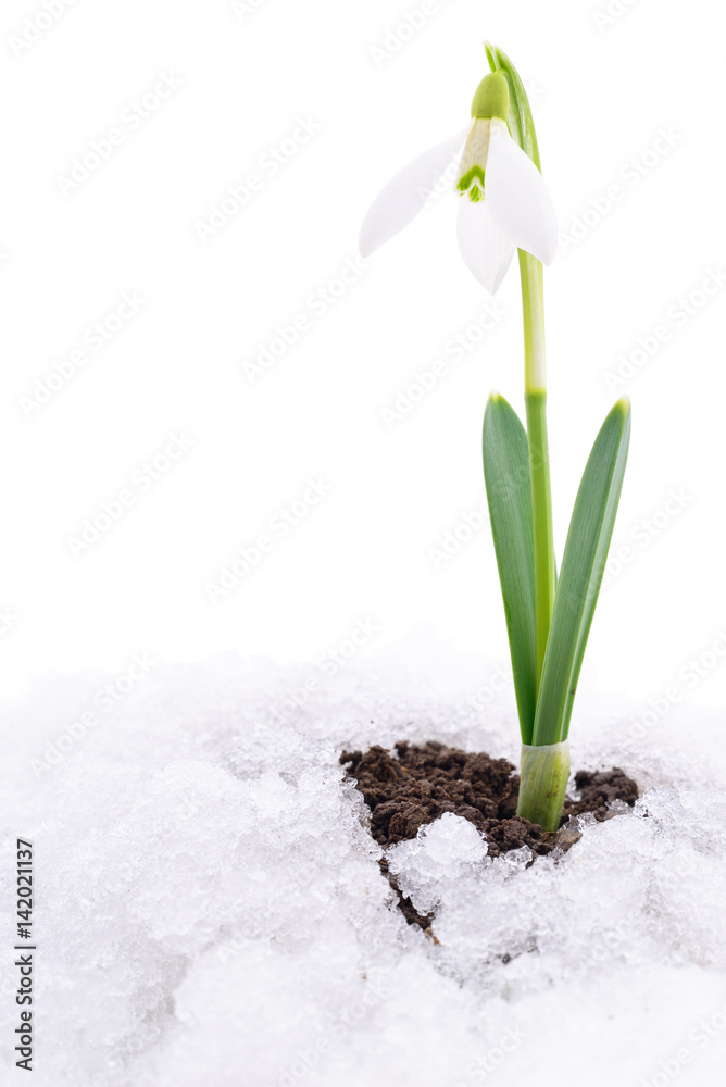 Fototapeta premium Snowdrop and snow.