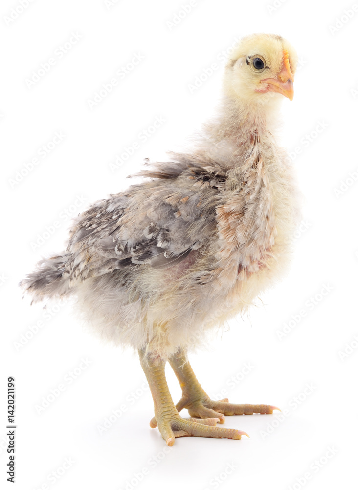 Small grey chicken. Small grey chicken.