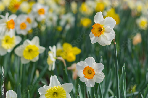 Spring Daffodils. 