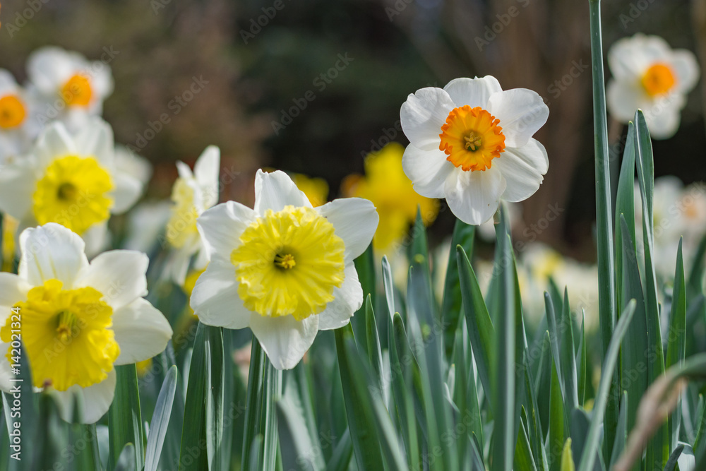Multi colored Daffodils in the warm spring sun.