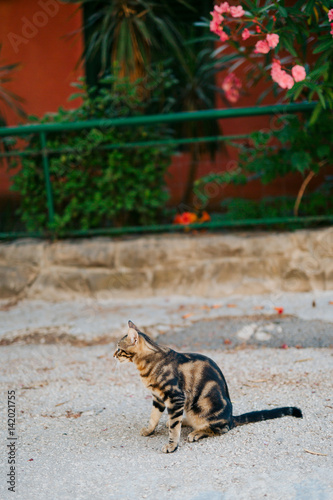Cats in the old town of Budva, Kotor, Dubrovnik. Croatia and Montenegro.