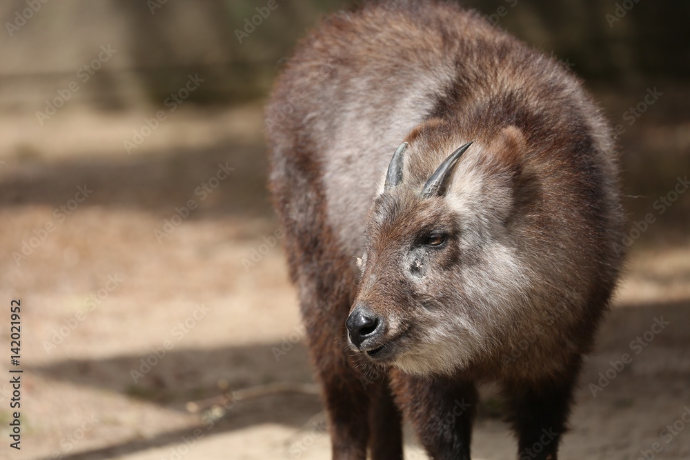 Fototapeta premium ニホンカモシカ