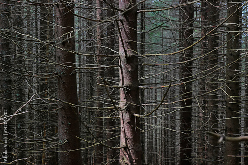 Pine tree trunks in the forest photo